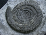Epophyoceras longicella