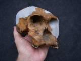 Homo Habilis OH 24 Twiggy