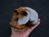 Homo Habilis OH 24 Twiggy