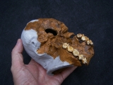 Homo Habilis OH 24 Twiggy