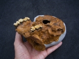 Homo Habilis OH 24 Twiggy
