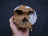 Homo Habilis OH 24 Twiggy