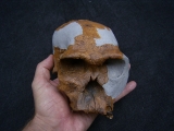Homo Habilis OH 24 Twiggy