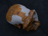 Homo Habilis OH 24 Twiggy