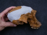 Homo Habilis OH 24 Twiggy