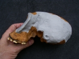 Homo Habilis OH 24 Twiggy