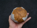 Homo Habilis OH 24 Twiggy
