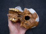 Homo Habilis OH 24 Twiggy