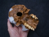 Homo Habilis OH 24 Twiggy