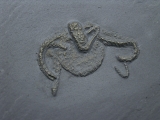 Brittle Star Teniaster