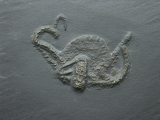 Schlangenstern Teniaster