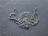 Schlangenstern Teniaster