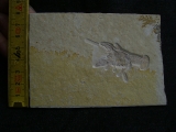 Eryma modestiformis