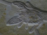 Eryma modestiformis