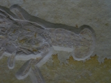 Eryma modestiformis