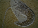 Antrimpos speciosus