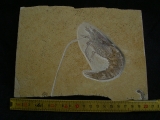 Antrimpos speciosus