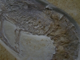 Antrimpos speciosus