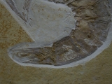 Antrimpos speciosus
