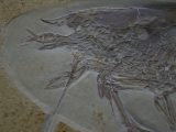 Antrimpos speciosus
