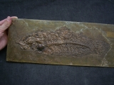 Cyclurus Messel pit