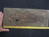 Raubfisch aus der Grube Messel