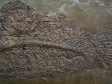 Raubfisch aus der Grube Messel