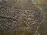 Raubfisch aus der Grube Messel