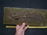 Raubfisch aus der Grube Messel