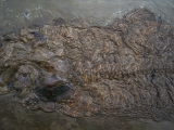 Raubfisch aus der Grube Messel