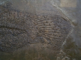 Raubfisch aus der Grube Messel