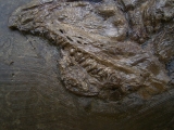Raubfisch aus der Grube Messel