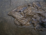 Raubfisch aus der Grube Messel