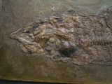 Raubfisch aus der Grube Messel
