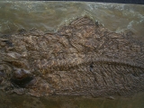 Raubfisch aus der Grube Messel