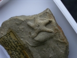 Aspidura streichani - Schlangenstern