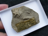 Aspidura streichani - Schlangenstern