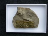 Aspidura streichani - Schlangenstern