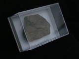 Aspidura streichani - Schlangenstern