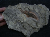 Moythomasia, Devon-Fisch