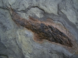 Moythomasia, Devon-Fisch