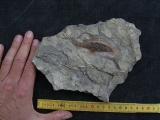 Moythomasia, Devon-Fisch
