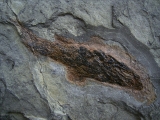 Moythomasia, Devon-Fisch