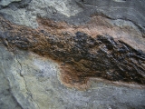Moythomasia, Devon-Fisch