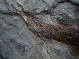 Moythomasia, Devon-Fisch