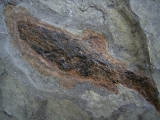 Moythomasia, Devon-Fisch