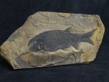 Paramblypterus - permian fish