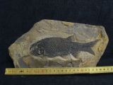 Paramblypterus - Permfisch