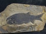 Paramblypterus - Permfisch