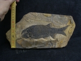 Paramblypterus - Permfisch